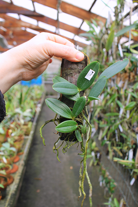 Cattleya aclandiae escura 'Ochente' x self.jpg
