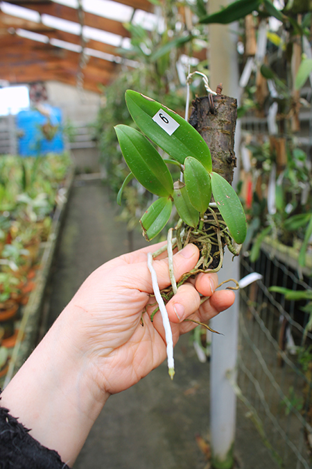 Cattleya aclandiae escura 'Minha nega' x self.jpg