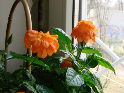 цветы кроссандры