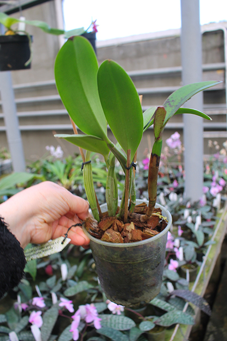 Cattleya lueddemanniana escura x Cattleya lueddemanniana 'America'.jpg