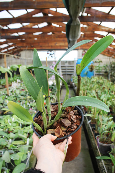 Cattleya lueddemanniana escura 'Roja' x Cattleya lueddemanniana escura 'Red'.jpg