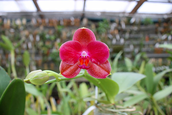 Phalaenopsis Mituo Sun 'Mituo #1' x Ld's Bear King 'YK-10'.jpg