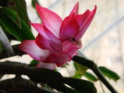 Это рождественник сделал подарок на майские в лице одного цветка