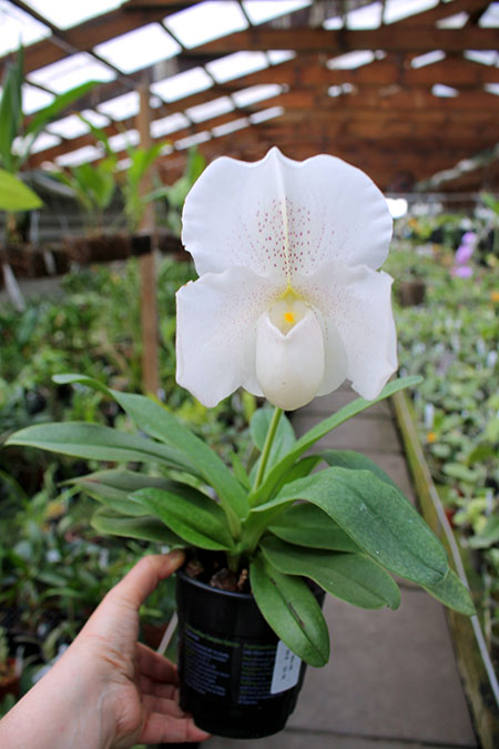 Paphiopedilum White Knight x Ice Age.jpg