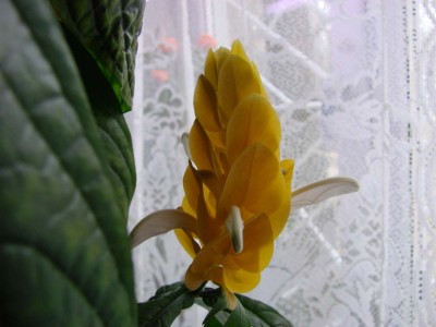 пахистахис