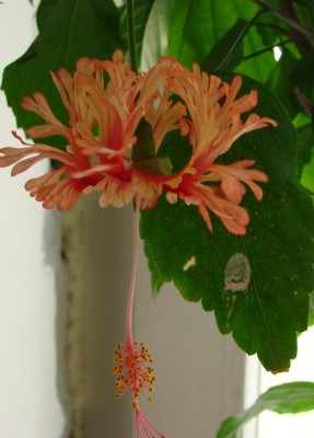 это шизик во весь рост