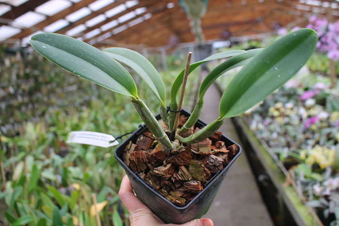 Cattleya lueddemanniana escura 'Roja' x Cattleya lueddemanniana escura 'Orinoco'.jpg