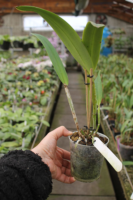 Cattleya maxima alba x semi-alba.jpg