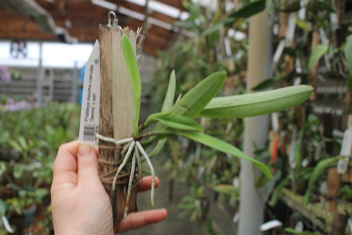 Cattleya maxima coerulea 'Dennis' x self.jpg