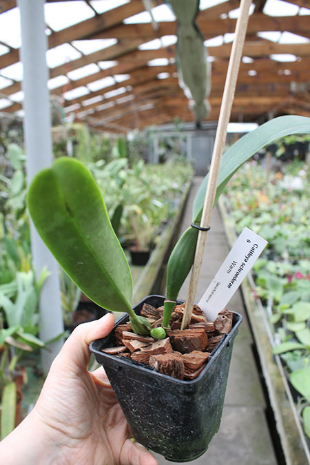 Cattleya schroederae.jpg