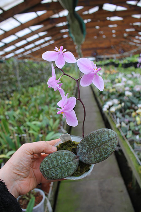 Phalaenopsis schilleriana Mainshow.jpg