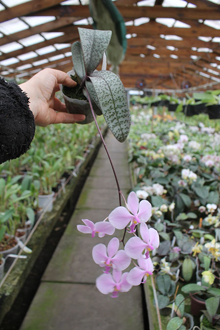 Phalaenopsis schilleriana silver leaves.jpg