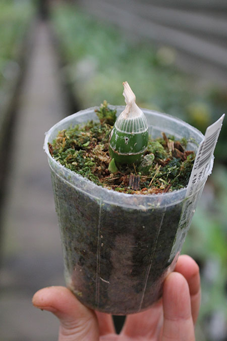 Monnierara Millenninum Magic 'Witchcraft'.jpg