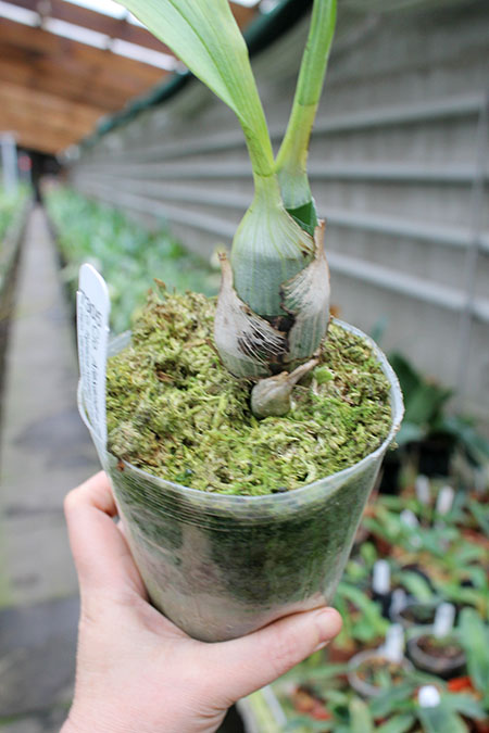 Clowesetum Alexandra Savva.jpg