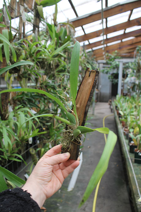 Miltonidium Rosy Sunset.jpg