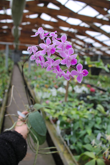 Phalaenopsis Venus.jpg