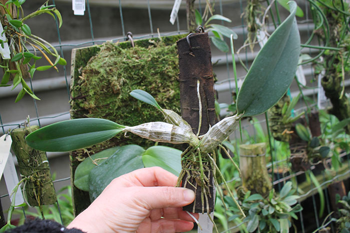Dendrobium aggregatum.jpg