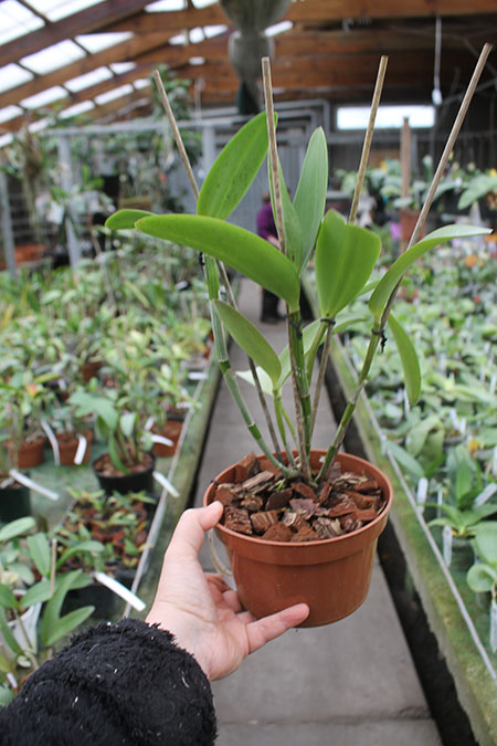 Cattleya Brabantiae 'Banderantes'.jpg