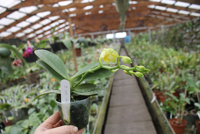 Phalaenopsis Yuan shan Sweet Girl.jpg