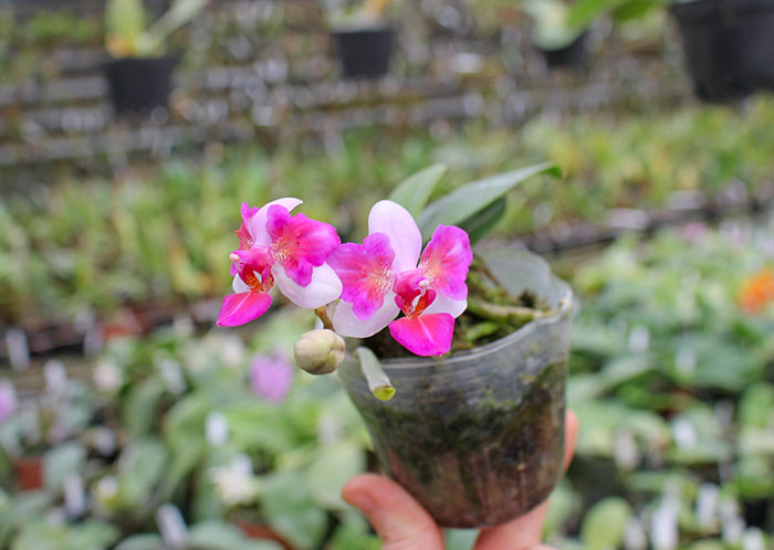 Phalaenopsis Liu's Berry 'ES'.jpg