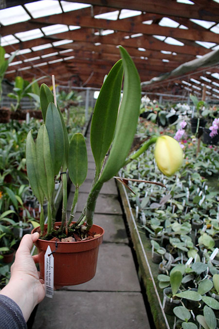 Brassolaeliocattleya Delta King Tangerglow.jpg