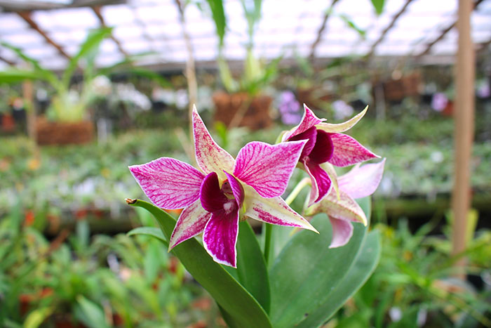 Dendrobium Fire Wings (Big Alex x Silver Wings) (4N).jpg