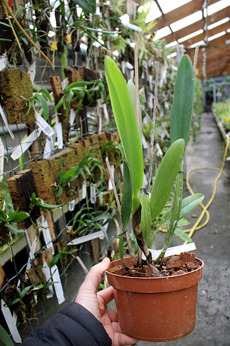 Cattleya mendelli concolor 'Bucaramanga' x SELF.jpg
