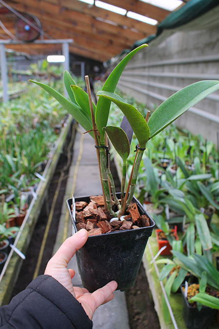 Cattleya Tian Mu 'Sesame'.jpg