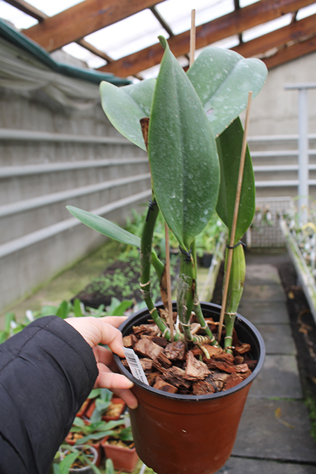 Potinara Spanish Eyes 'Tian Mu'.jpg