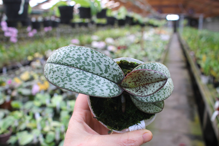 Doritis pulcherrima var marmorata.jpg