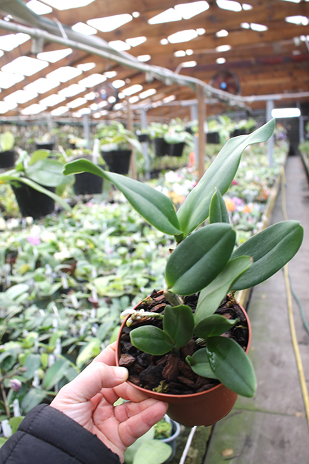 Brassolaeliocattleya Waianae Leopard x Cattleya Corcovado.jpg