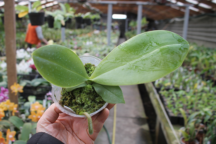 Phalaenopsis KS Super Zebra 'WR‘.jpg