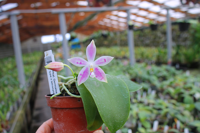 Phalaenopsis Germaine Vincent indigo type x tetraspis.jpg