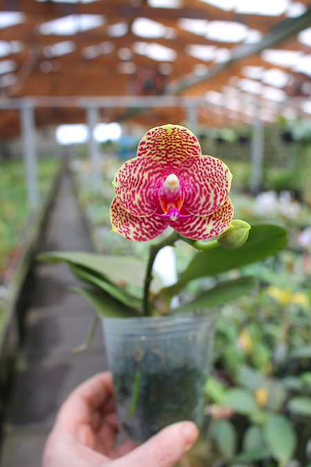 Phalaenopsis Diamond Beauty '1202' x Ld's Bear King 'YK7'.jpg