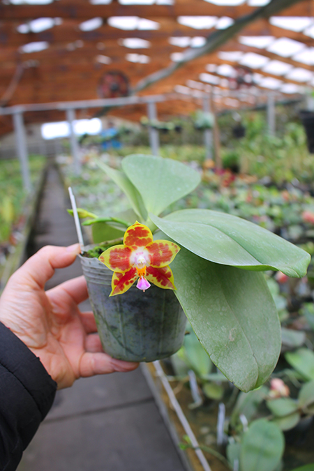 Phalaenopsis Chang Yi Green Giant x Yaphon Godboy.jpg