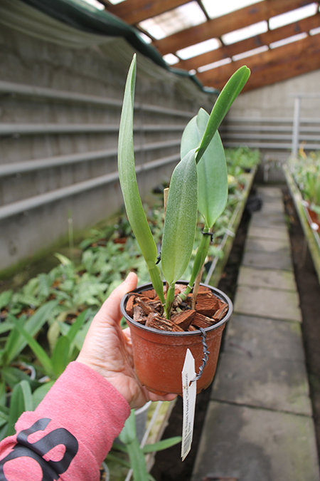 Potinara Susan Fender 'Cinnamon Stick'.jpg