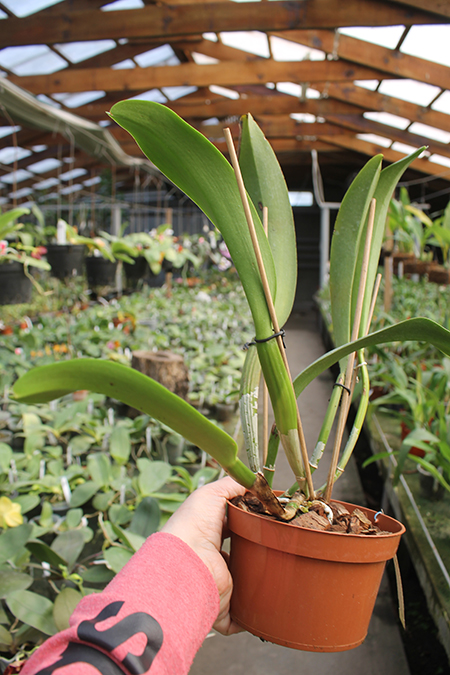 Rhyncholaeliocattleya Suriyon Sunset.jpg