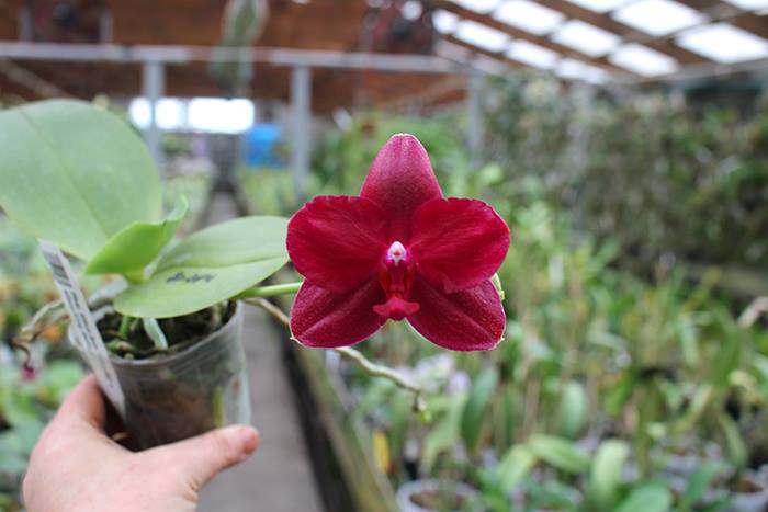 Phalaenopsis Mituo Sun 'Mituo#2' x Mituo King Bellina.jpg