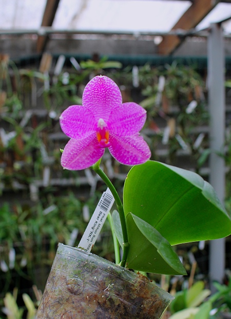 Phalaenopsis Mituo Sun 'Mituo #1' x Ld's Bear King 'RK-1'.jpg