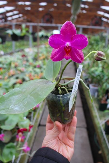 Phalaenopsis Mituo Sun 'Mituo#2' x Mituo King Bellina.jpg
