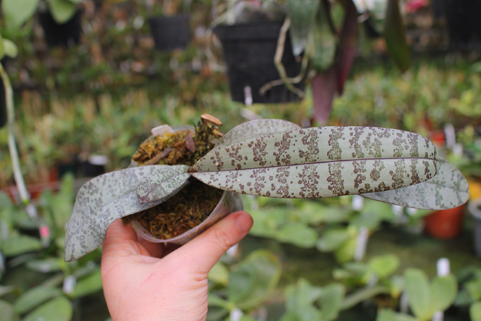 Phalaenopsis celebensis.jpg