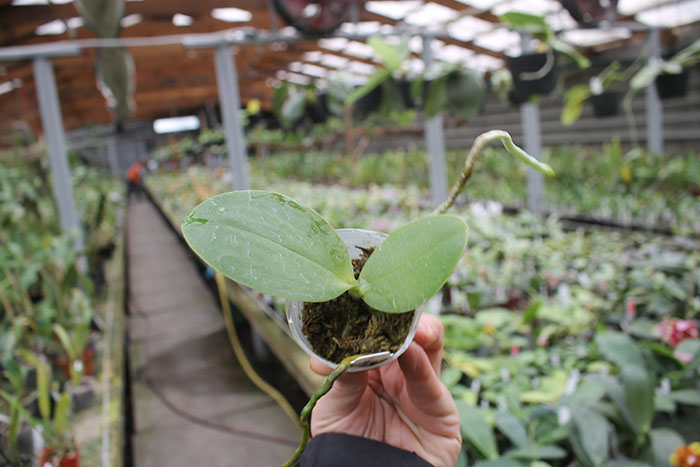 Phalaenopsis Tristar Snow Princess 'Tristar'.jpg