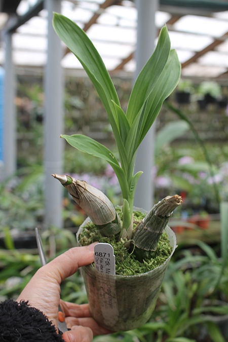 Fredclarkeara Majestic Orchids Shopper.jpg