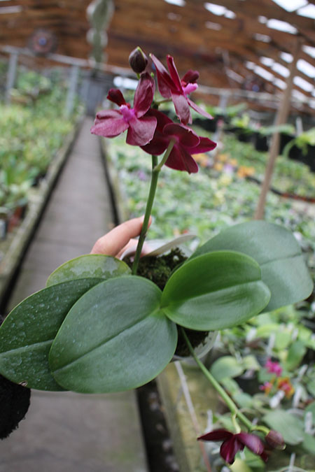 Phalaenopsis Sogo Relex 'F-1661'.jpg