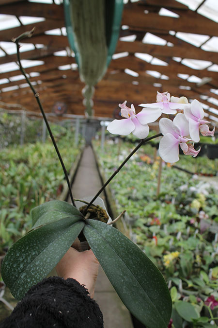 Phalaenopsis schilleriana x stuartiana.jpg
