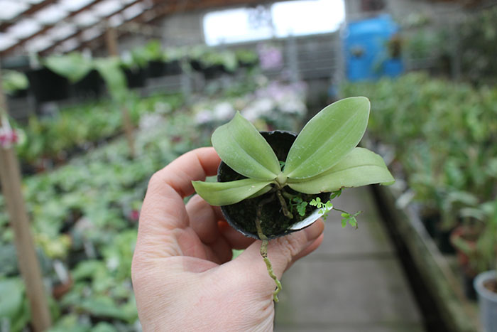 Phalaenopsis zebrina ' Palawan'.jpg