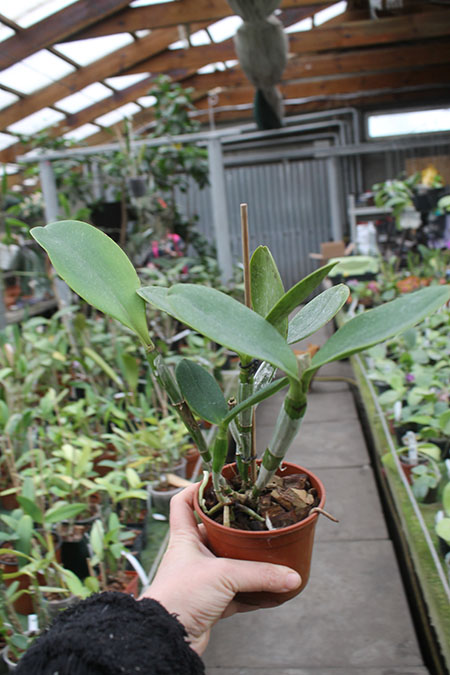 Cattleya violacea.jpg