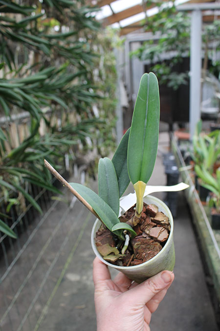 Cattleya labiata (cara branca) 'Edelweiss' x labiata (cara branca) 'Cabelinho'.jpg