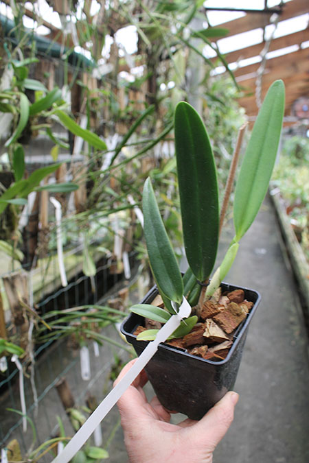 Cattleya mossiae coerulea 'Pedra Azul' x mossiae coerulea 'BH-134'.jpg
