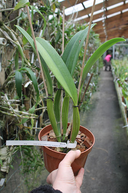Cattleya trianae 'Waldemar Silva' x trianae lab escuro-integro 'Monte Verde'.jpg